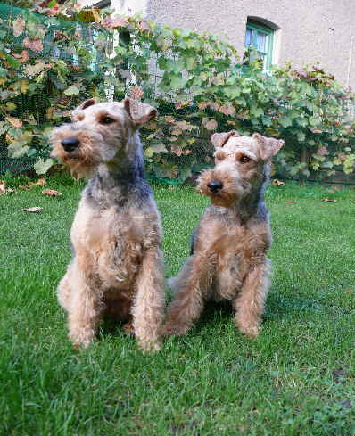 Nelly und Amy in ihrem Revier Siegfried Hagenbring 